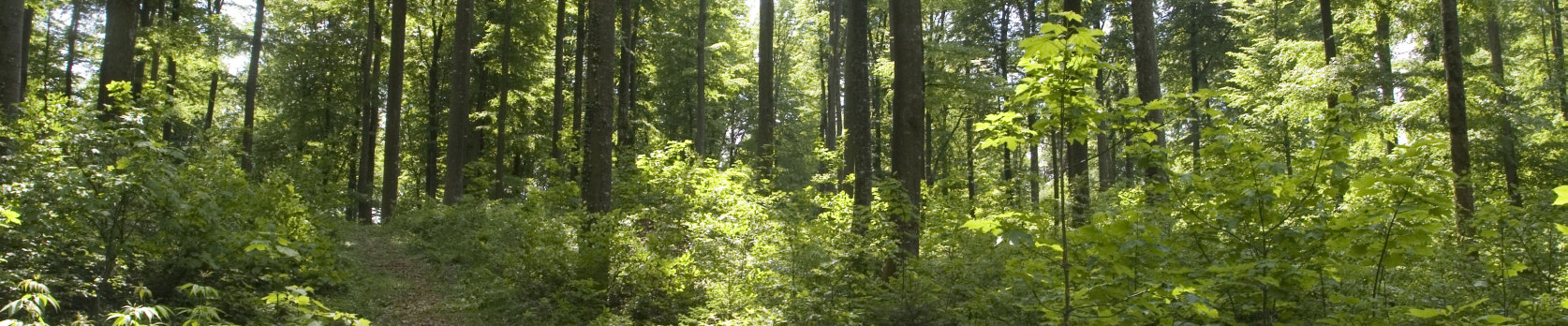 Hintergrundbild der Gemeinde Heiligenberg