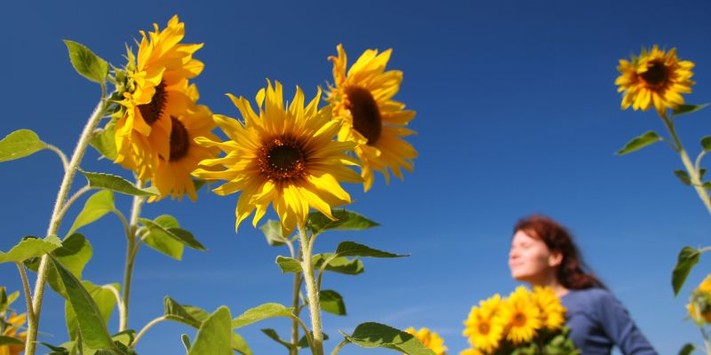 Sonnenblumen